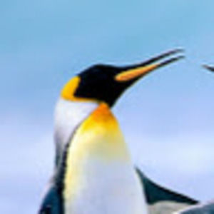 Meet your Posher, Sammy